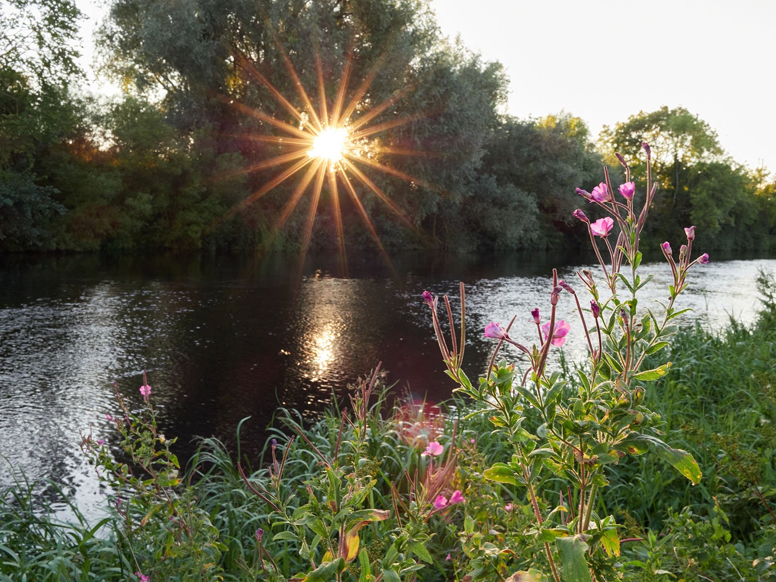 Sun shining through trees at the side of the river Barrow